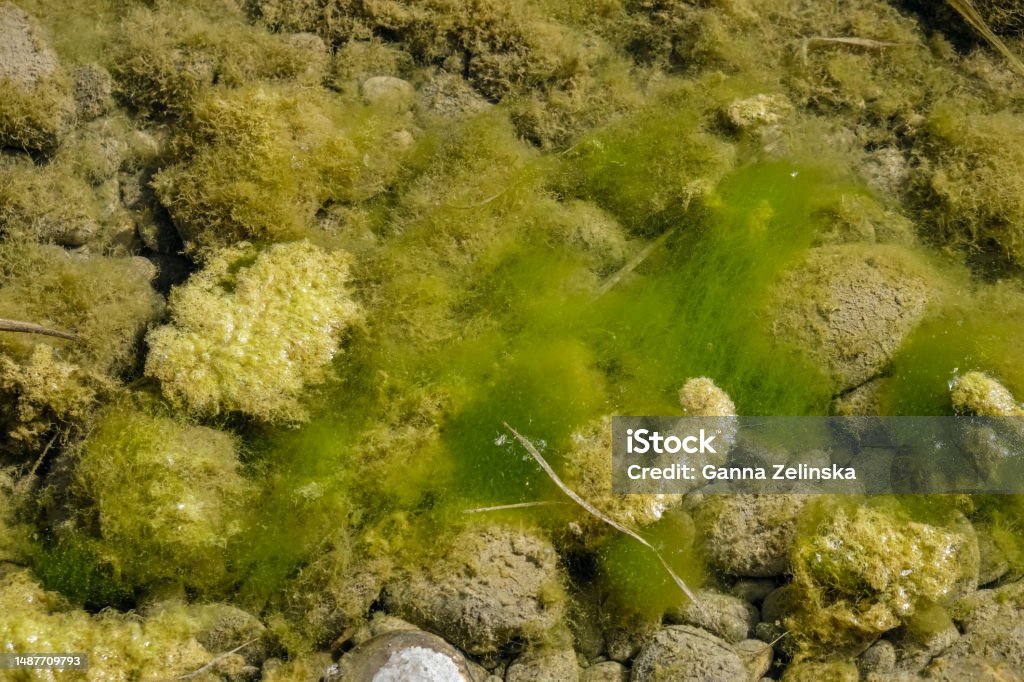 Algae Photo Green Freshwater Algae Ecological Concept Stock Photo - Download Image ...
