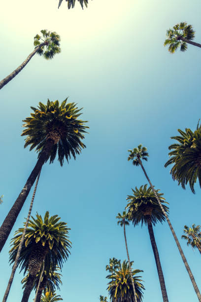 istock A perfect summer day and tall palms 1487710681