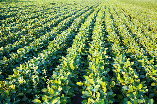 Large agricultural field of soybean plants.