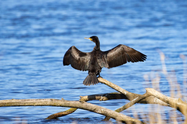 鵜 - great black cormorant ストックフォトと画像