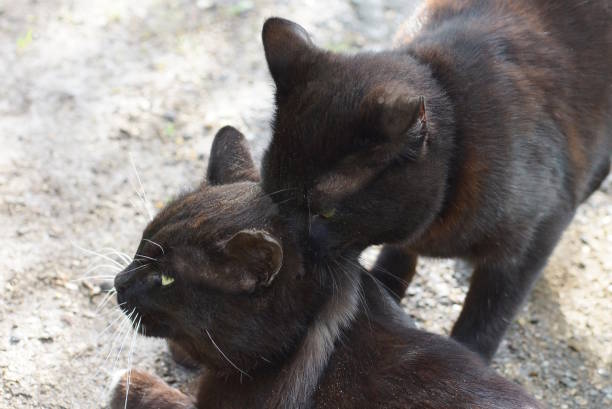 istock one black cat bites another cat by the neck 1487712046