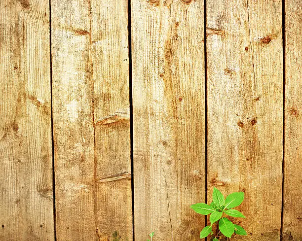 wooden wall with the plant