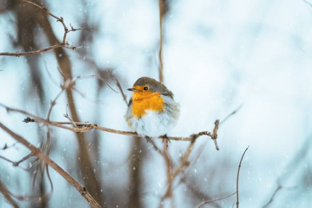 istock Closeup of a robin perched on a tree branch in the snow 1487712831