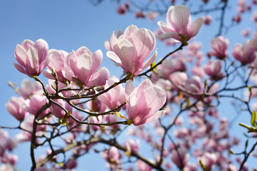 Magnolia tree branches with flowers against blue sky - Latin name - Magnolia x soulangeana