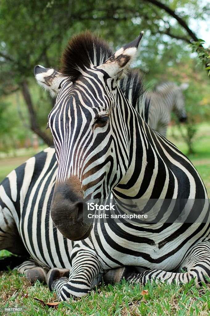 Zebra liegen - Lizenzfrei Afrika Stock-Foto