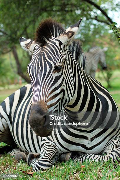 Zebra Liegen Stockfoto und mehr Bilder von Afrika - Afrika, Fotografie, Gestreift