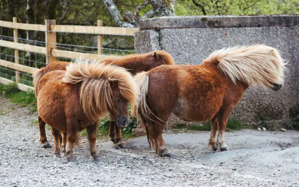 wild Dartmoor Pony in National park, Devon UK.