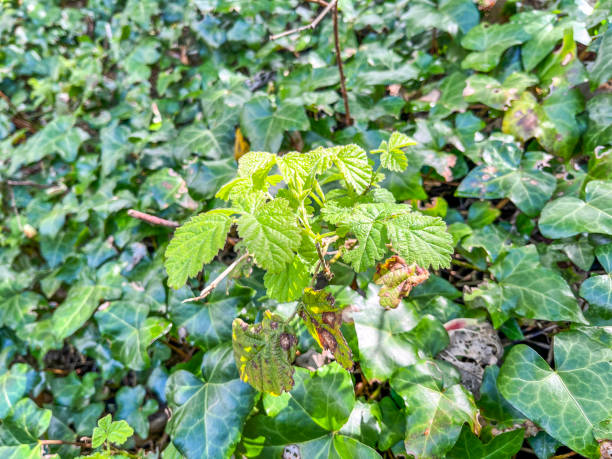 istock Blackberry bramble growing through ivy 1487718028