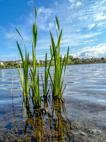 Reeds growing at water's edge