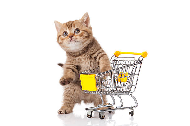 istock british cat with shopping cart isolated on white. kitten osolate 148771845