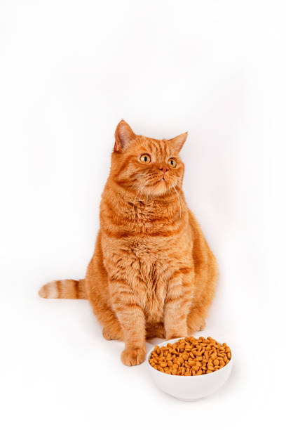 istock Tabby red british cat eating from a bowl on white background 1487719475
