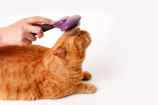istock Woman combing a red british cat on white background. Cat Grooming 1487719490