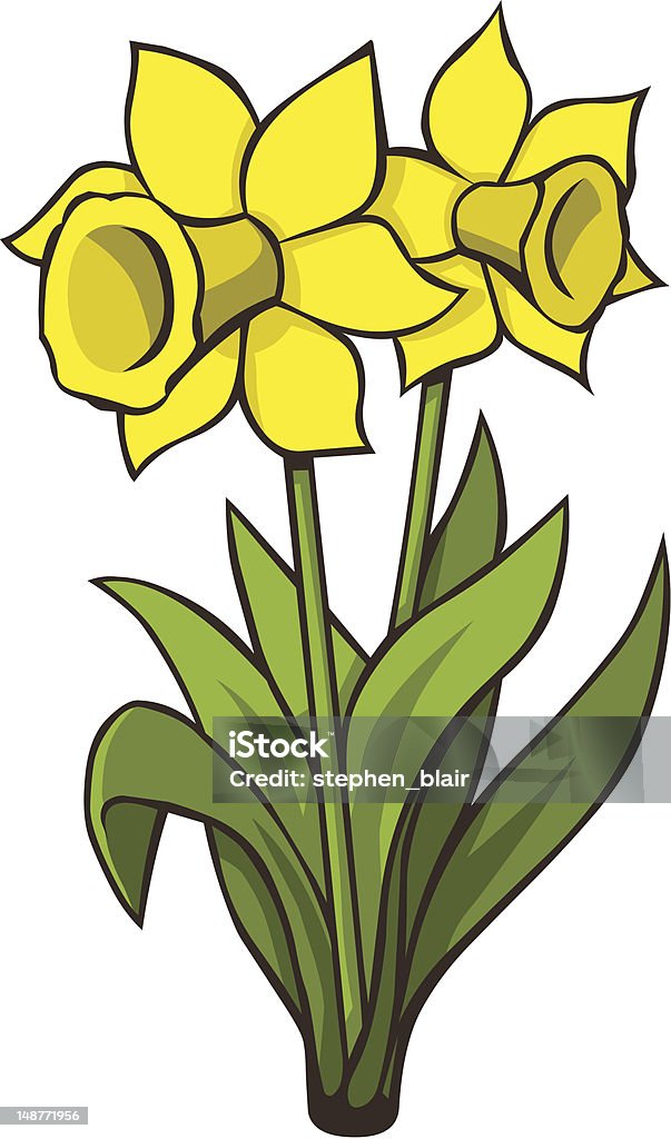 Due Daffodils - arte vettoriale royalty-free di Narciso - Liliacee