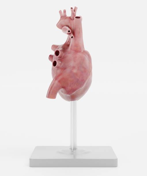 istock Realistic 3D Render of Human Heart Model 1487719773