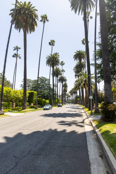 istock Beverly Hills drive lined with tall and majestic palm trees 1487721717