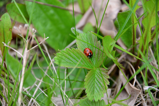A ladybug sits on a leaf of wild strawberry in the grass isolated, close-up