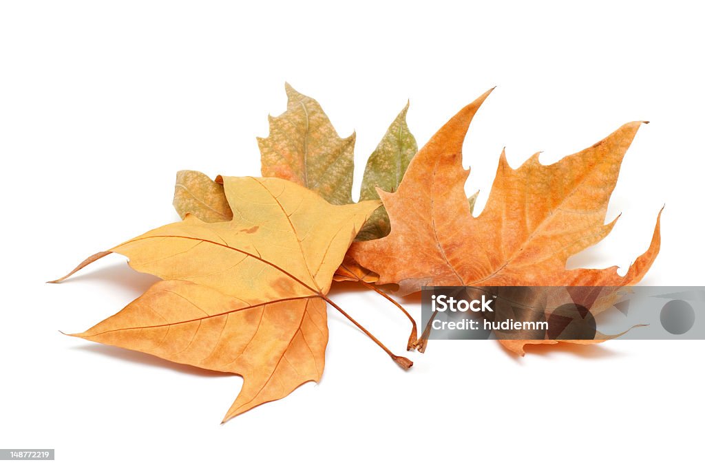 Herbst Blätter (XXL - Lizenzfrei Freisteller – Neutraler Hintergrund Stock-Foto