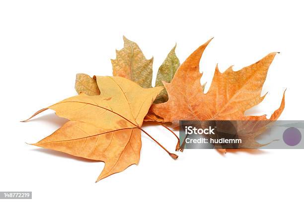 Autumn Leaves Isolated On White Background Stock Photo - Download Image Now - Autumn, Cut Out, Leaf