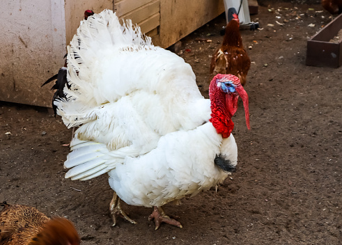 Ahal Region, Turkmenistan: free range turkey with large wattle (snood) spreading its tail feathers to form a fan - farm scene - Meleagris gallopavo.