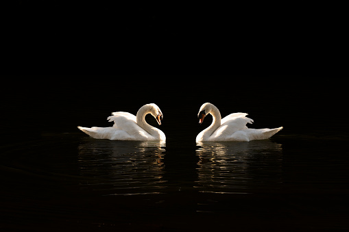 A pair of swans on a lake in the sunset light with some green and red grass in the background.