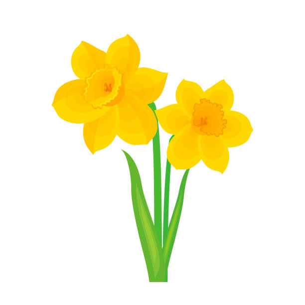 ilustrações de stock, clip art, desenhos animados e ícones de beautiful blooming spring yellow daffodil flower vector illustration - daffodil