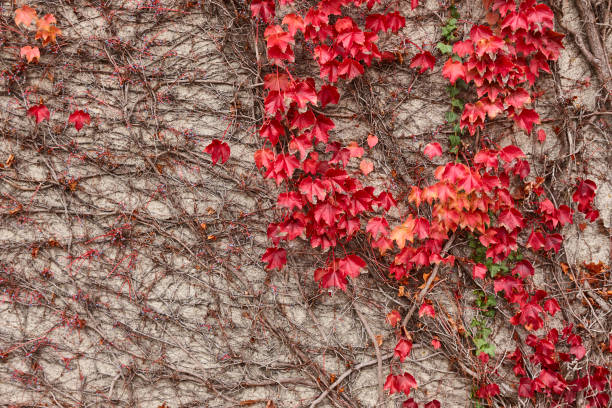 istock Red ivy on a wall. Autumn botanical natural textured background 1487727132