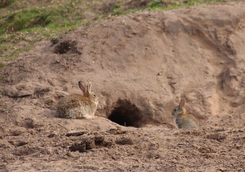 Rabbit and baby near burrow