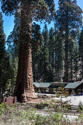 Giant Sequoia Trees Woodland Panoramic Photo in California Sierra Nevada Mountains.