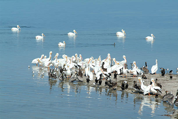 istock Birds at Bird Island near Holobox 148773353