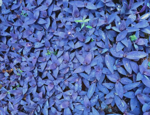 istock A bunch of purple leaves. 1487734236