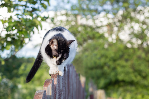 Spotted black and white cat walking on wooden fence in the garden looking down.