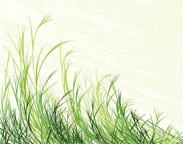 Blowing grass Editable vector illustration of long grass with grunge background on separate layer grass shoulder stock illustrations