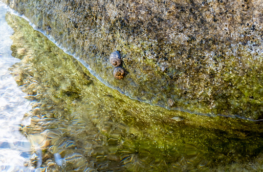 sea ​​snails on the rock