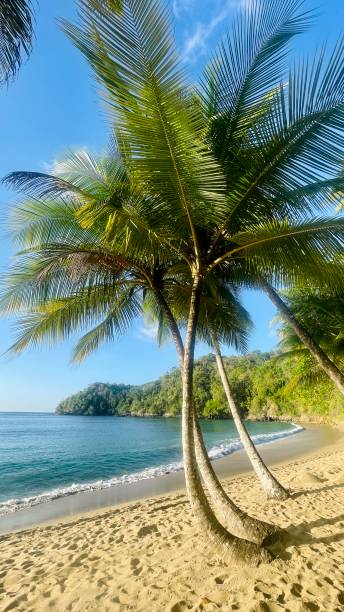 istock The island of Tobago beach and palm tree 1487736202