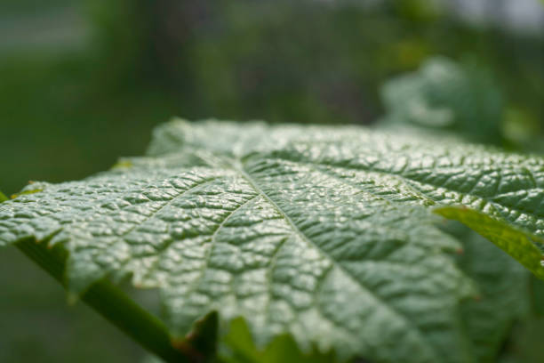 Vine leaf in Milan Citylife park, Lombardy, Italy, at springtime