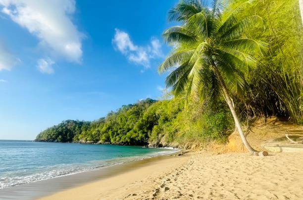 The island of Tobago beach and palm tree