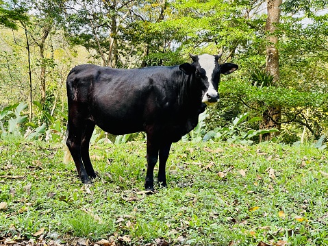 Koe in regenwoud Tobago