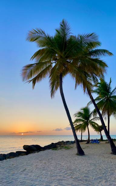 istock The island of Tobago beach and palm tree 1487738272