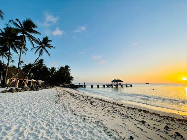 The island of Tobago beach and palm tree