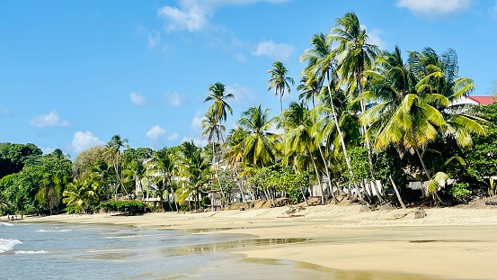 Tobago strand en palmbomen