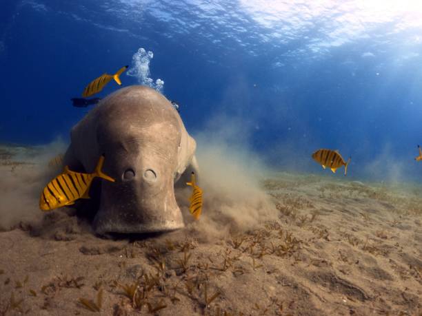 istock Seacow rests in a tranquil underwater setting on a sandy surface in Marsa Alam 1487741570