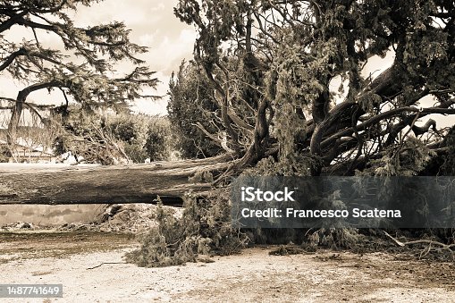 istock Cypress tree fallen after a wind storm 1487741649