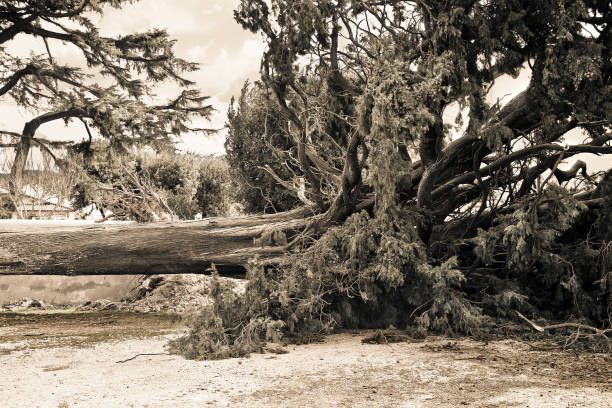 Cypress tree fallen after a wind storm stock photo