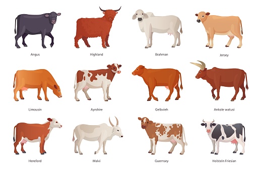 Breeding cattle. Breeds cattles farm mammal animal, netherlands cow beef, agriculture breed bull brahman hereford angus ayrshire limousin, set ingenious vector illustration of farm cattle domestic