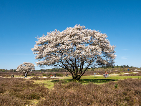 People walking and riding bicycles, blooming juneberry trees, Amelanchier lamarkii, in Zuiderheide nature reserve, Het Gooi, Netherlands