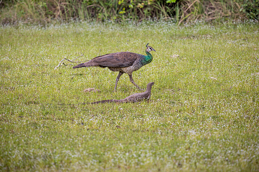 Female peacock or peahen walking beside a land monitor lizard on a rainy day in the Wilpattu National Park in the North Western Province in Sri Lanka