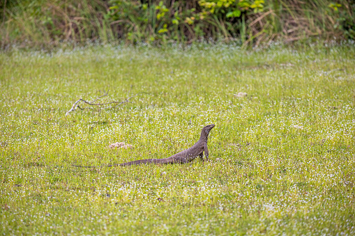 A alert land monitor lizard in grass surroundings in the Wilpattu National Park in the North Western Province in Sri Lanka