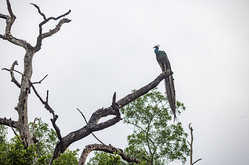 Male peacock, Pavo cristatus, sitting on a branch from a dead tree on a rainy day in Habarana in the North Central Province in Sri Lanka