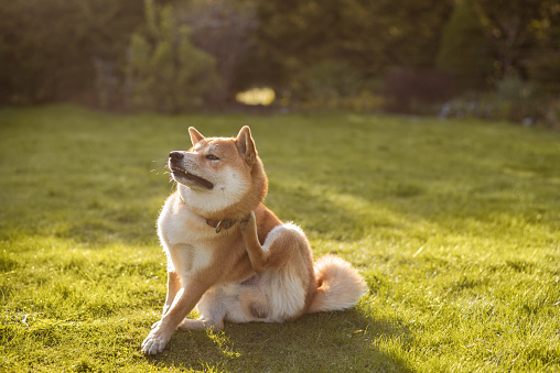 Shiba inu dog is sitting on the grass on sunny spring day and scratching his neck