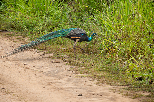 Male peacock at a dirt road at Morakanda in the North Central Province in Sri Lanka